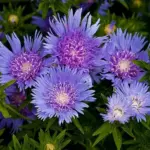 Electric blue or purplish-blue daisies, with fringed petals and shaggy cornflower-like flowerheads