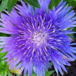 Stokesia laevis is considered by many as one of the most attractive late-flowering perennials.