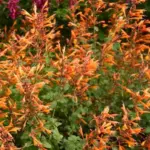 The bushy, 45 to 60cm tall plants have fragrant, lacy-green leaves.