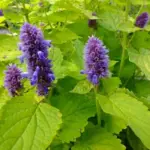 Agastache foeniculum 'Golden Jubilee' has one of the most remarkable leaf colour of any flowering plant. Bright gold-chartreuse.