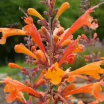 Agastache ‘Apricot Sprite’ is an outstanding perennial that provides a sizzling blast of tubular, peachy-apricot flowers