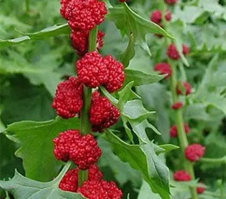'Strawberry Spinach' also known as 'Strawberry Sticks' is a curious plant that is enjoying something of a resurgence,