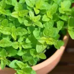 Sweet Marjoram is an essential culinary herb and fresh or dried, no cook should ever be without it.