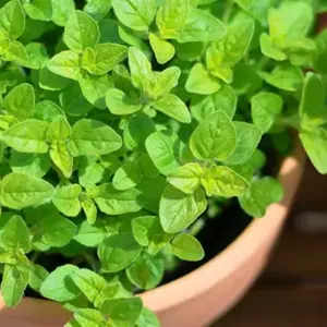Sweet Marjoram is an essential culinary herb and fresh or dried, no cook should ever be without it.