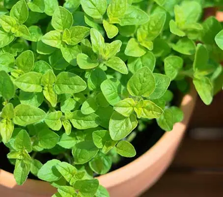 Sweet Marjoram is an essential culinary herb and fresh or dried, no cook should ever be without it.