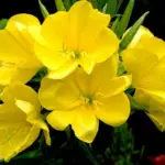 Oenothera biennis provides a wonderful splash of summer colour in the garden from June until September.