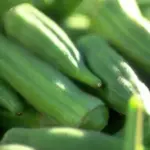Okra 'Clemson Spineless' produces compact, strong plants that produce exceptional yields of tender, less fibrous pods over a longer season.