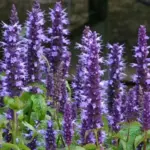 Agastache 'Astello Indigo' is just about the most exciting breakthrough in the Hummingbird Mint family yet