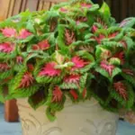 Great for large containers and shady mass plantings and performs best and shows the most intense colour in full shade.