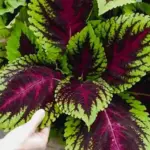 Kong Rose - Each leaf is easily as big as your palm, and probably twice as large as the next biggest Coleus you can buy.