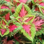 Kong Salmon-Pink - Low-maintenance plants that are almost fool proof when grown in well-drained soil.