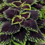 Kong Scarlet - Kept in the shade or partial shade, it is hard to go wrong with this plant.