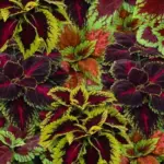 Coleus 'Kong Empire' is a mix from the Kong series.