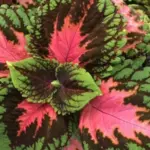 Coleus 'Kong Salmon-Pink' have huge leaves, coral in the center, with chocolate-brown edged in bright green.