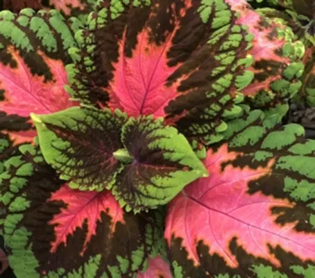 Coleus 'Kong Salmon-Pink' have huge leaves, coral in the center, with chocolate-brown edged in bright green.