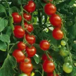 If you are of the opinion tomatoes have lost their flavour 'Gardener's Delight' is a must for you.