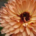 Calendula officinalis 'Sunset Buff' has soft buff-apricot petals, each with crimson backs.