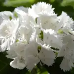 Dianthus barbatus 'Alba' is a pure white form of Sweet William, absolutely beautiful especially when massed, they flower all summer from May to August.
