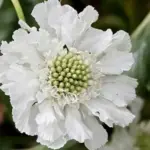 Scabiosa caucasica 'Fama White'-0