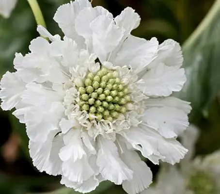 Scabiosa caucasica 'Fama White'-0