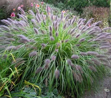 Pennisetum alopecuroides var. viridescens-0