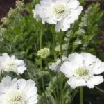 Scabiosa caucasica 'Fama White'-13484