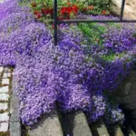 It grows to only 10 to 15cm tall at maturity, but with a spread of around 45cm it makes a lively edging to a sunny border.