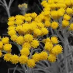 Clusters of yellow flowers are produced in summer, they are useful for cutting and in dried flower arrangements.