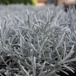 Helichrysum italicum is an easy to care for silver-leaved perennial. Endowed with interesting shapes and textures it provides contrast among green-leafed plants.