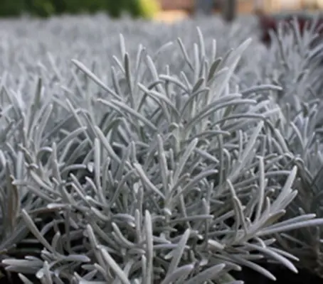 Helichrysum italicum is an easy to care for silver-leaved perennial. Endowed with interesting shapes and textures it provides contrast among green-leafed plants.