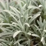 Helichrysum thianshanicum is a superb silver leaved evergreen, subshrub