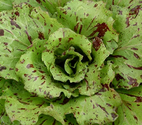 'Variegata di Castelfranco' has a fresh and a delicate taste that is sweet to pleasantly bitter and a crisp texture that makes this chicory so special.