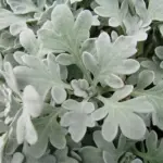 This ground hugging artemisia grows to just 15cm (6in) tall and forms very attractive low mounds.