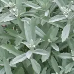 The leaves vary from thin pointed ovals to broad ovals that are deeply divided with narrow segments.