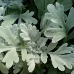 Artemisia stelleriana 'Mori's Strain', also known as 'Boughton Silver' is a superior, dense, mat-forming selection.