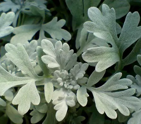 Artemisia stelleriana 'Mori's Strain', also known as 'Boughton Silver' is a superior, dense, mat-forming selection.