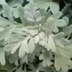 It features uniquely shaped silver-white felted leaves with deeply divided, rounded lobes.