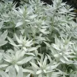 The grey-white stems of Artemisia ludoviciana bear fine fuzzy silvery foliage that is fragrant and soft.