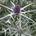 Eryngium variifolium ‘Miss Marble’-0
