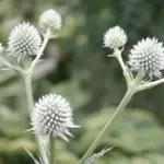 The flowers are borne on tall, branching stems, lateral flowers develop until the entire stem is covered with mature blossoms.