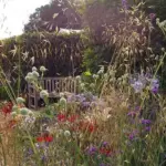 Featured in The Sunset Garden designed by Tamara Bridge. She won both a Gold Medal and The RHS Young Designer of the Year.