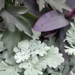 They are valued for their contrasting foliage which provide interesting texture and design to the border.