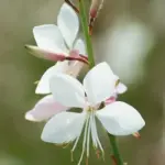 Gaura lindheimeri 'Sparkle White' has a neat, compact habit and produces a flurry of dazzling white, starry blooms on graceful slender stems.