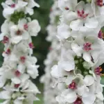 Verbascum nigrum var. album bloom profusely in late spring with masses of white flowers each with attractive violet filaments and accented by golden orange stamens.