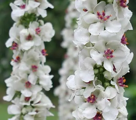 Verbascum nigrum var. album bloom profusely in late spring with masses of white flowers each with attractive violet filaments and accented by golden orange stamens.