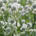 The long sword-shaped leaves of Eryngium yuccifolium launch an architectural wonder of tight set thistle-style, white spheres and pointed ivory-white bracts