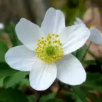 The wood anemone, Anemone nemorosa, a pretty spring flower of ancient woodlands.