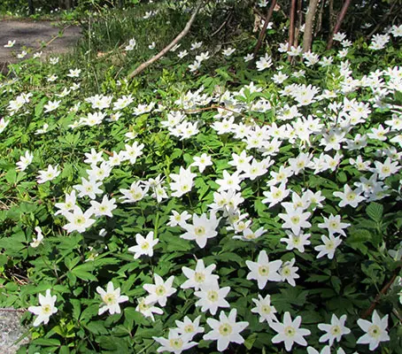 Wood Anemones growing on a south-facing edge of a wood all turn their heads to follow the sun from east to west.