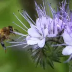 Phacelia tanacetifolia, Lacy Phacelia, Organic-0