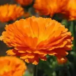 Cheerful and bright, use Calendula alone or in combination with other flowering annuals and perennials in beds, borders or containers.